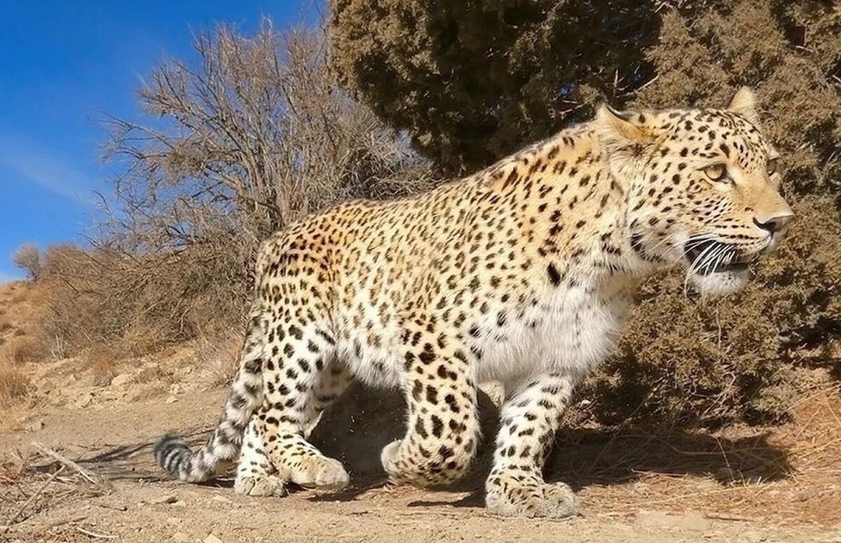 مشاهده پلنگ ایرانی در پارک ملی بمو شیراز + فیلم