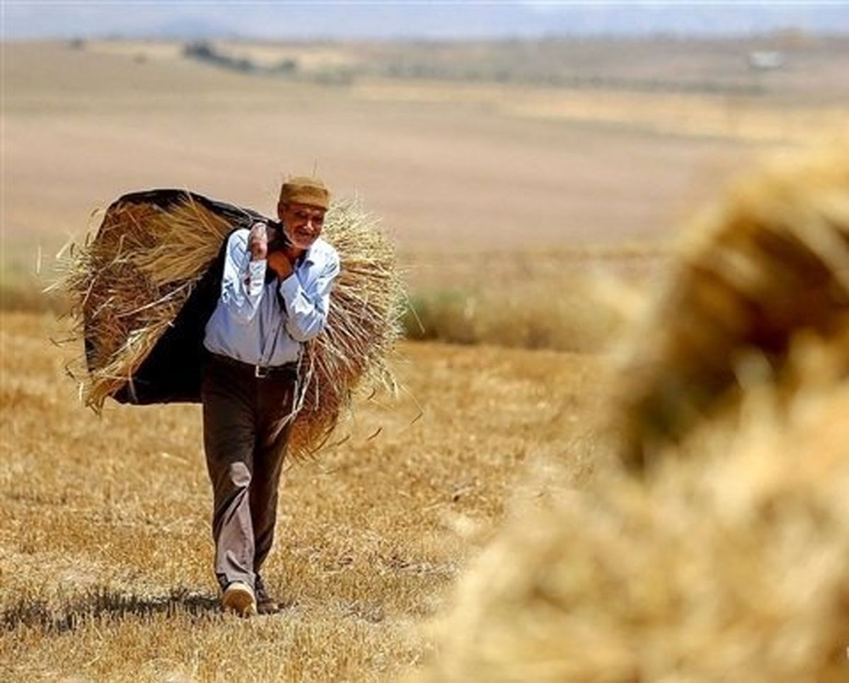 مطالبات-گندم‌-کاران-پرداخت-شد