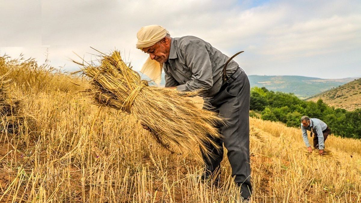 قیمت تضمینی گندم را قبول نداریم / نان ارزان سر از دامداری درمی‌آورد