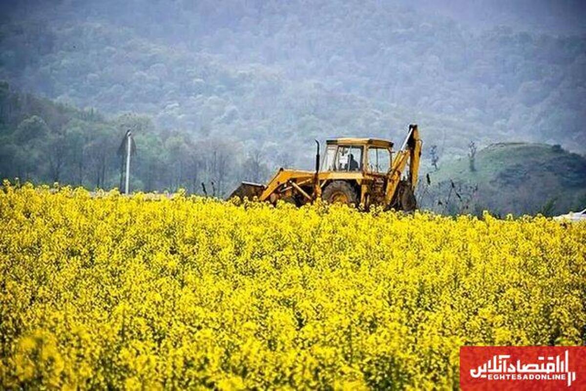 تولید ۴۴۴۶ تن کلزا در آذربایجان شرقی/ مطالبات پرداخت شد