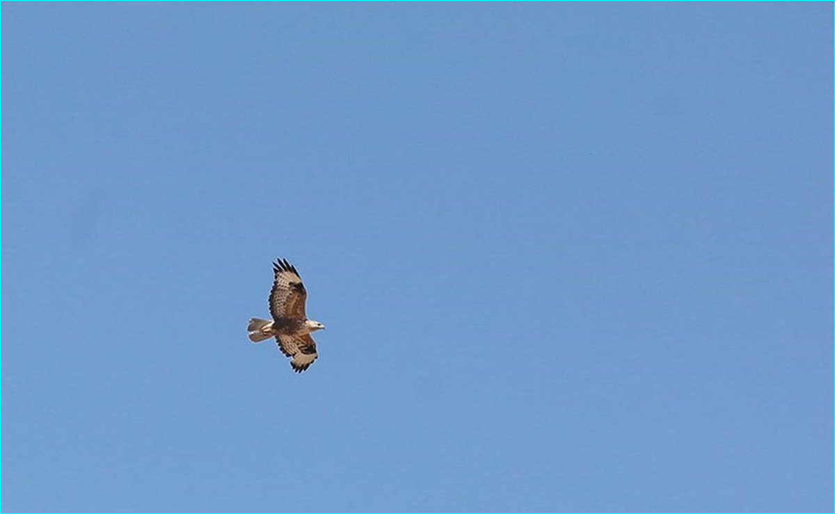 مشاهده پرندهای عجیب و غریب در بندر کنگان + فیلم  مشاهده پرندهای عجیب و غریب در بندر کنگان + فیلم