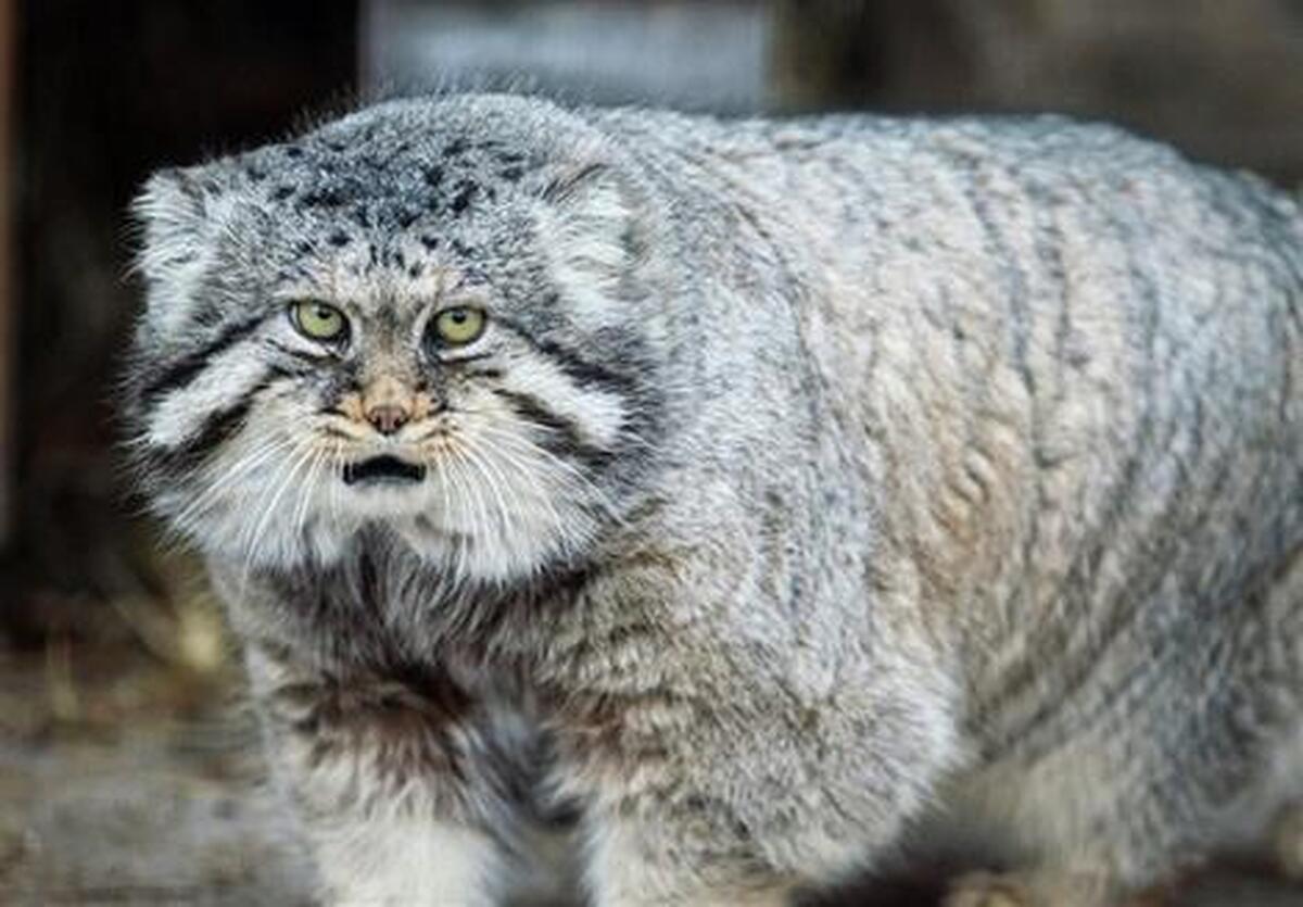 خودنمایی گربه پالاس در ارتفاعات خراسان شمالی + فیلم خودنمایی گربه پالاس در ارتفاعات خراسان شمالی + فیلم