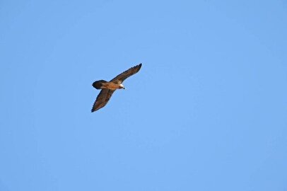 مشاهده هما در آسمان پارک ملی صیدوا+ فیلم