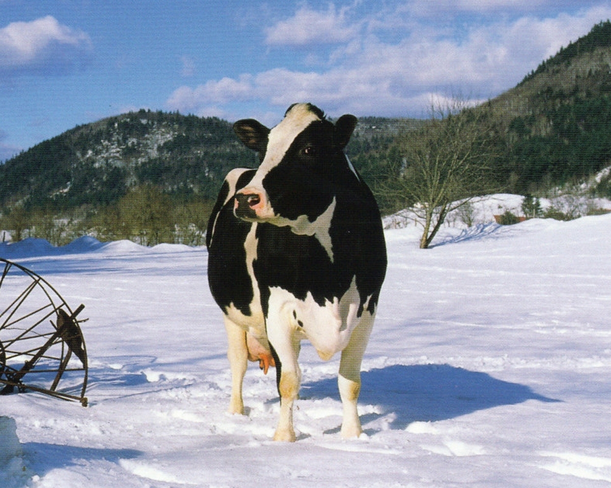 بارش برف سنگین در این منطقه چند گاو را مدفون کرد + فیلم