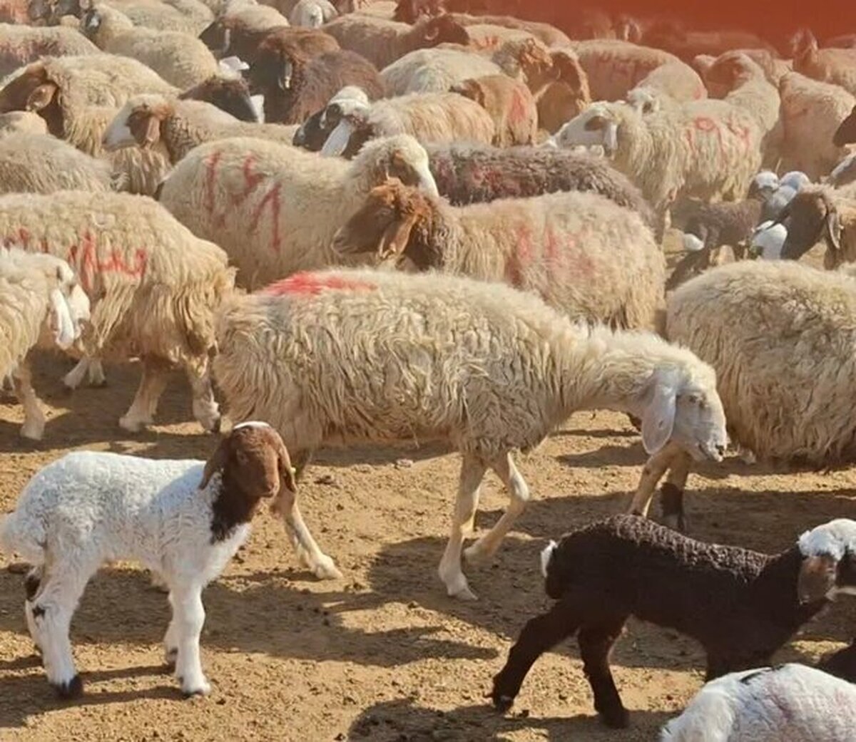 قیمت دام زنده امروز ۲۲ دی ۱۴۰۴ / هر کیلو دام زنده چند؟