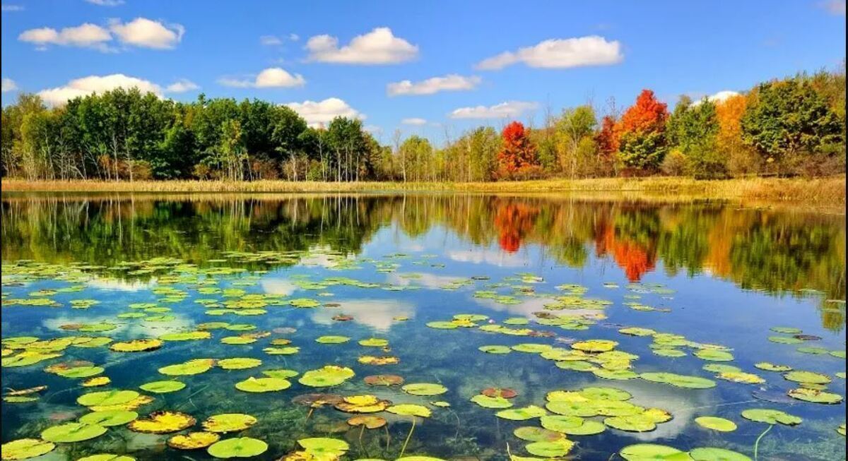 لحظه ورود پرندگان مهاجر به تالاب میانکاله+ فیلم