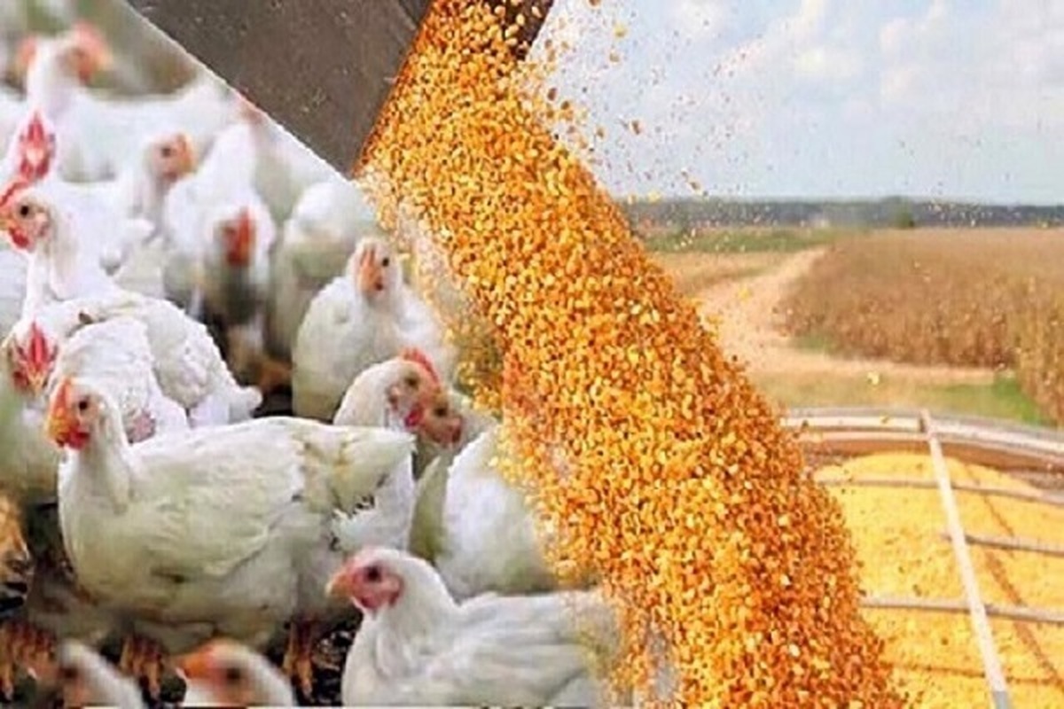 پشت پرده این «ارزانیِ آماری» و «گرانیِ واقعی» چیست؟