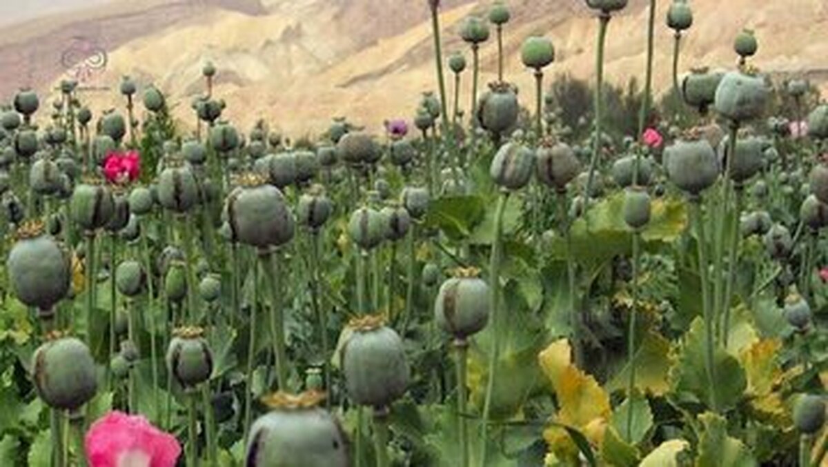 اعلام تصمیم نهایی درمورد کشت خشخاش / تاریخ کشت اول در ایران مشخص شد