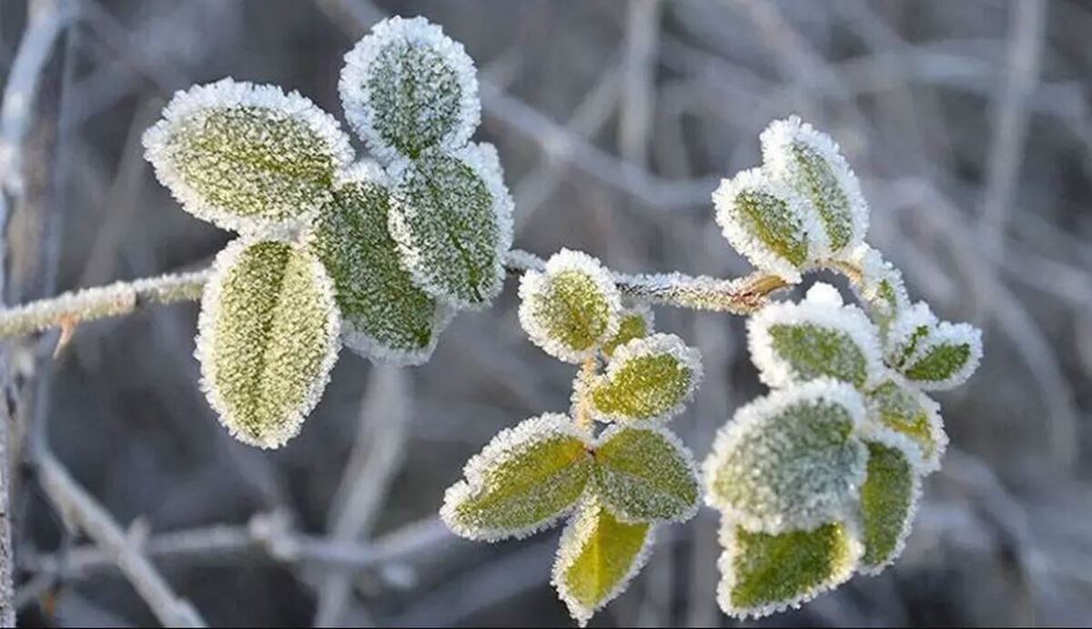 رکورد جدید سرما در ایران/ دمای سه شهر آذربایجان‌غربی به منفی ۲۰ درجه رسید