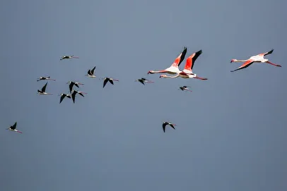 کشف تعداد زیادی لاشه پرندگان مسموم شده در اهواز