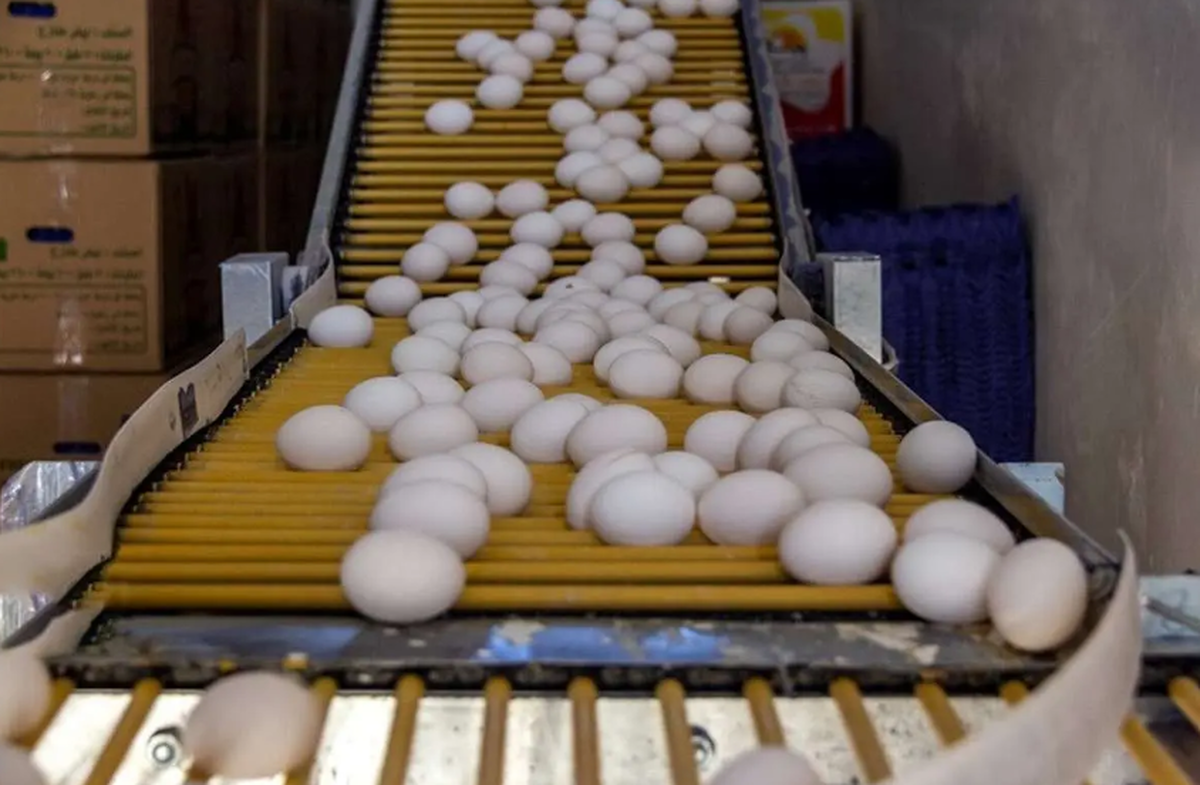 جدیدترین قیمت تخم مرغ در بازار امروز ۱۰ بهمن ۱۴۰۴/ هر شانه چند؟