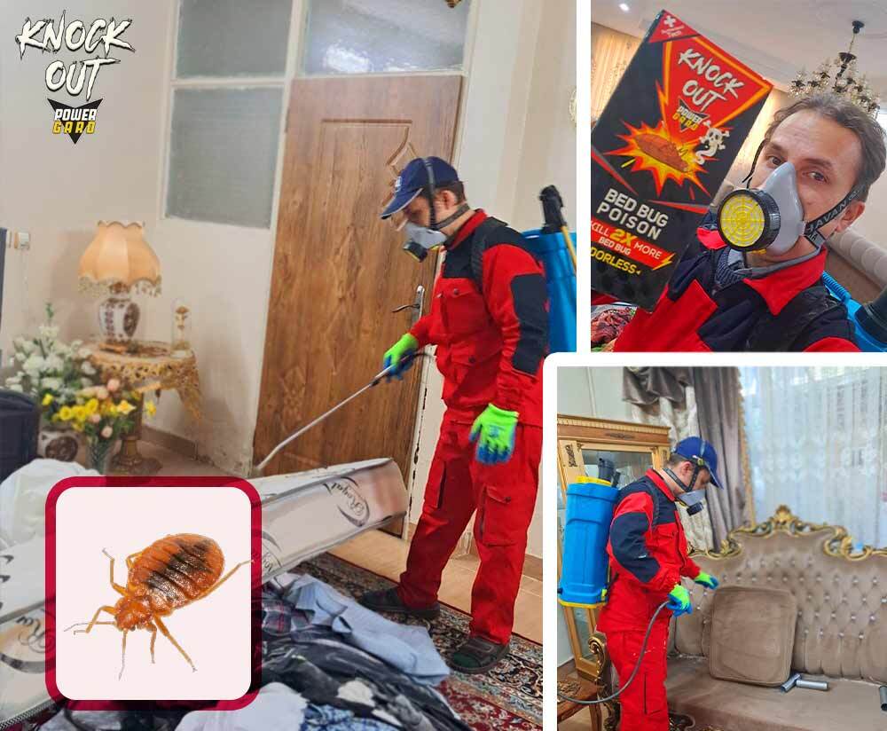 سمپاشی ساس منزل سم ساس ناک اوت