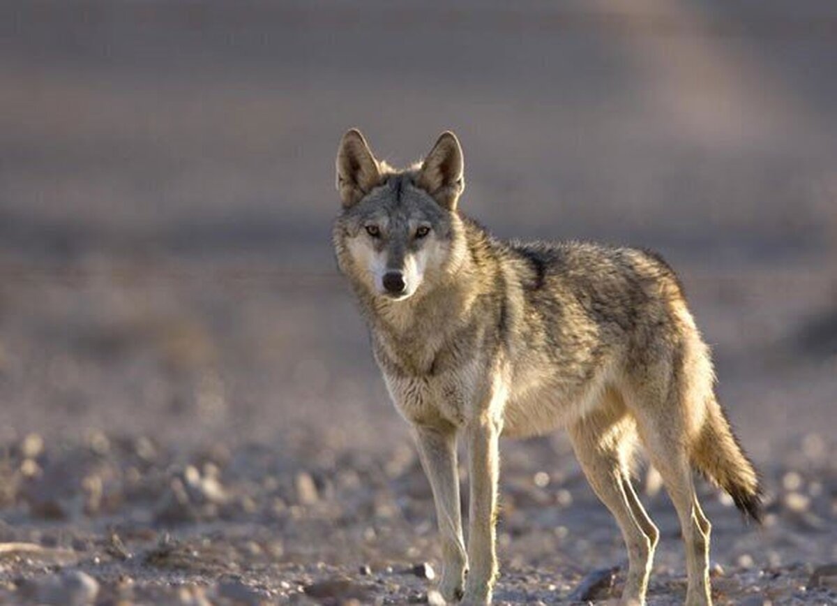تصاویر پرسه زدن گرگ در جاده چالوس