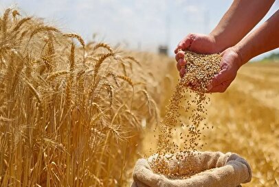 نرخ خرید تضمینی گندم مشخص شد/ ذخیره میوه شب عید چهار برابر سال‌های پیش