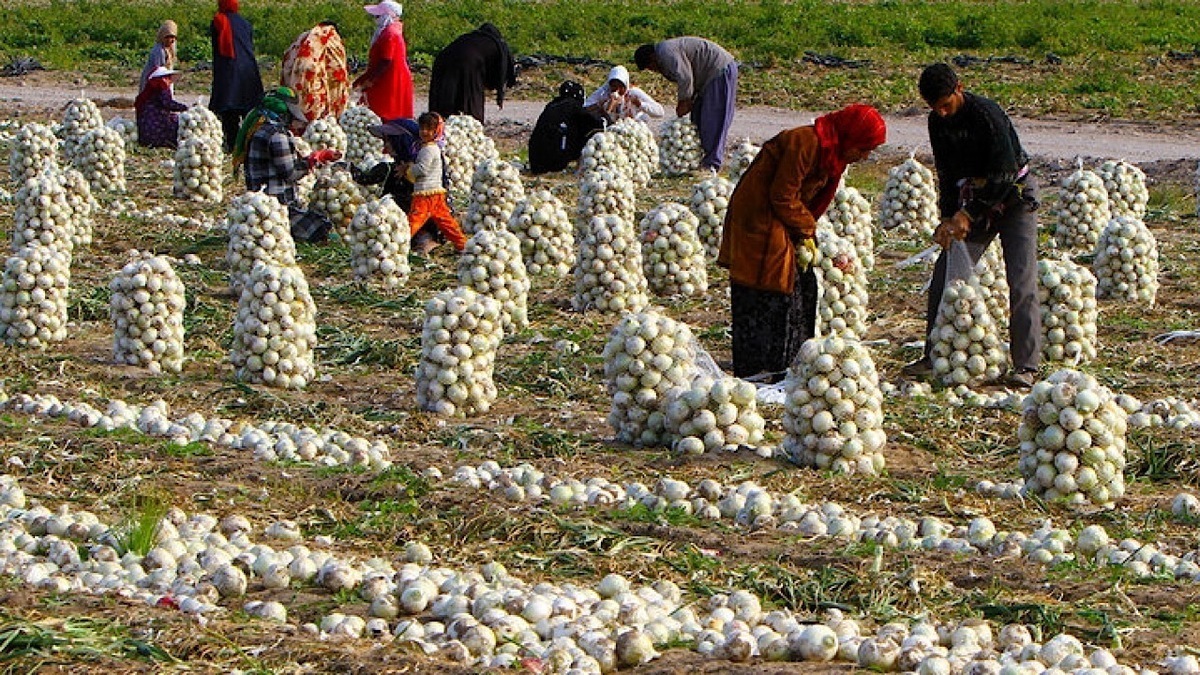 نرخ خرید تضمینی سیب‌زمینی و پیاز در سال آینده اعلام شد + جزئیات