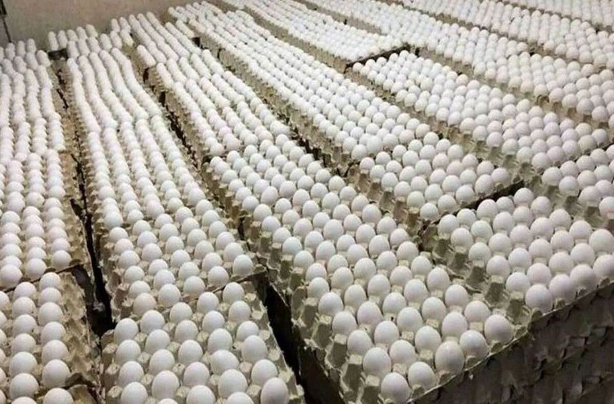 قیمت جدید تخم‌مرغ اعلام شد/ کاهش قیمت در آستانه ماه رمضان