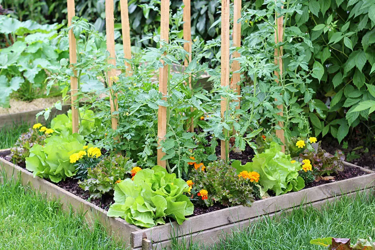چگونه یک باغچه سبزیجات سبز و پربار در منزل خود داشته باشیم؟
