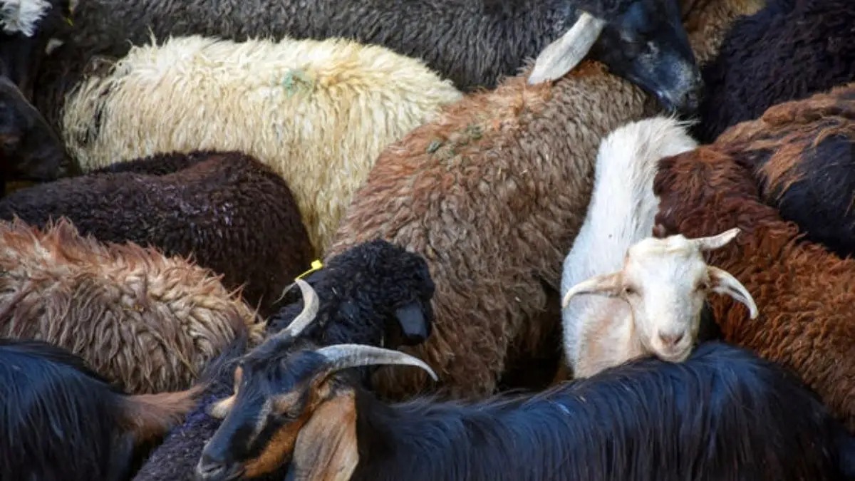 فرصت تازه صادرات دام ایران / قطر خواستار گوسفند ایرانی شد