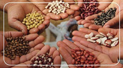 فروش اقساطی حبوبات هم از راه رسید / قیمت لوبیا چیتی رسما پرواز کرد!