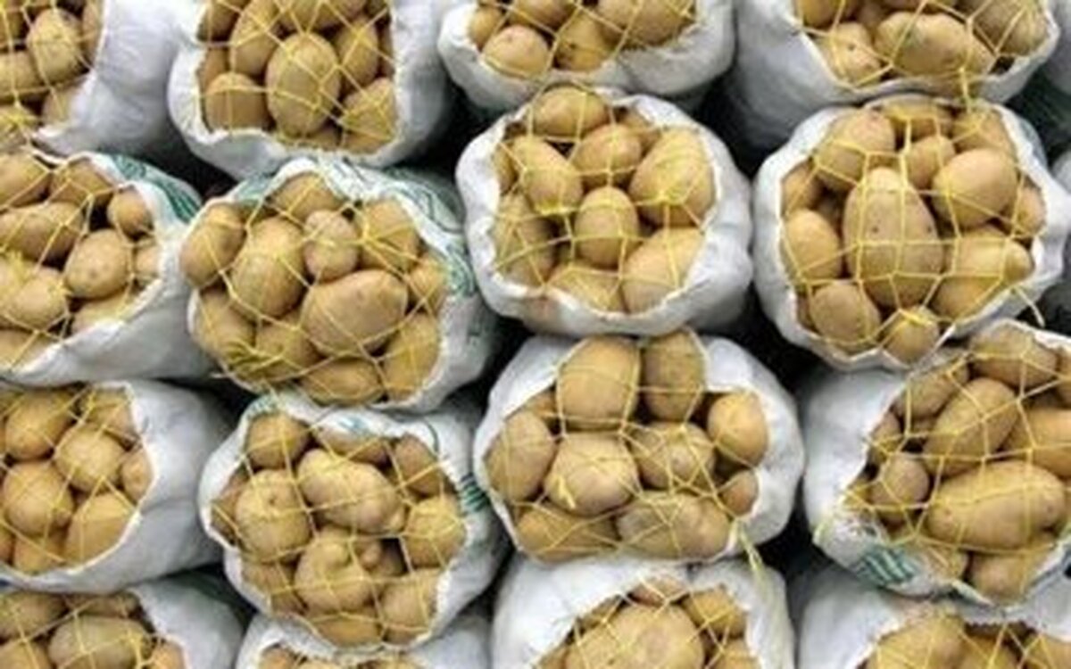 افزایش عرضه سیب زمینی به شهر‌های مسافرپذیر با توقف صادرات