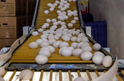 تخم‌مرغ بالاخره ارزان شد/ کاهش قیمت پس از هفته‌های پرتنش
