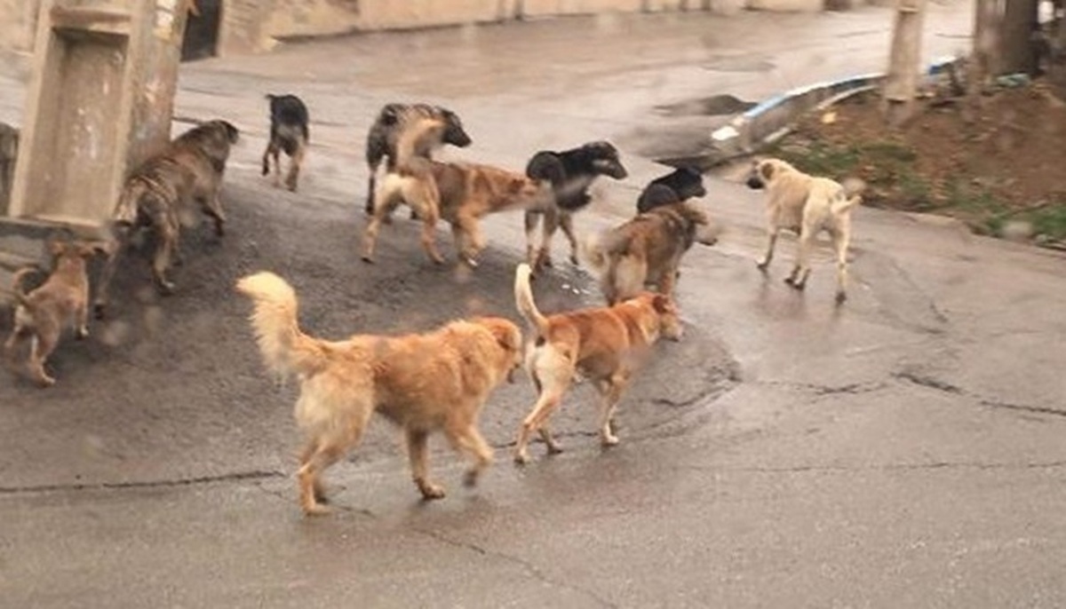 سگ‌های ولگرد در دماوند یک میش را زنده زنده خورند + فیلم