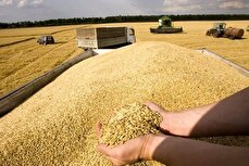 کاهش ۸ درصدی خرید تضمینی گندم در سال جاری