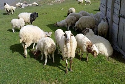 قیمت دام زنده امروز یکشنبه ۱۴ اردیبهشت ۱۴۰۴ + جدول