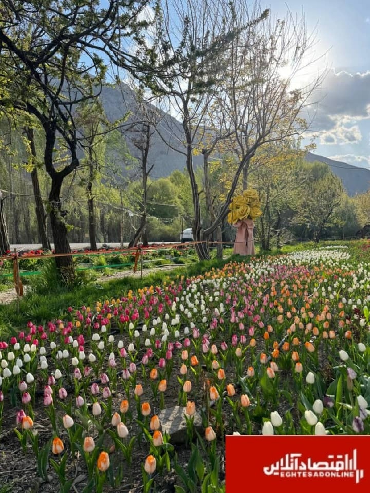 کوهپایههای البرز میزبان چهارمین «جشنواره گل ها» شد/۲۵۰ هزار شاخه گل هلندی زینت بخش جشنواره کوهپایههای البرز میزبان چهارمین «جشنواره گل ها» شد/۲۵۰ هزار شاخه گل هلندی زینت بخش جشنواره