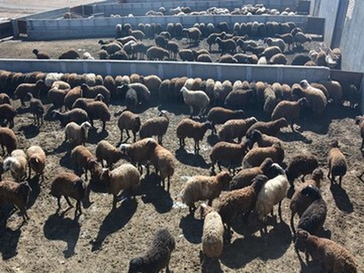 واردات دام زنده از افغانستان/ ماجرای آلودگی دامی در افغانستان چیست؟ واردات دام زنده از افغانستان/ ماجرای آلودگی دامی در افغانستان چیست؟