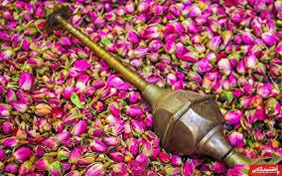 اردیبهشت بهاری و تلالو میراث ناملموس اصفهان در چشم گردشگران/ آغاز بر داشت گل محمدی از باغستانها