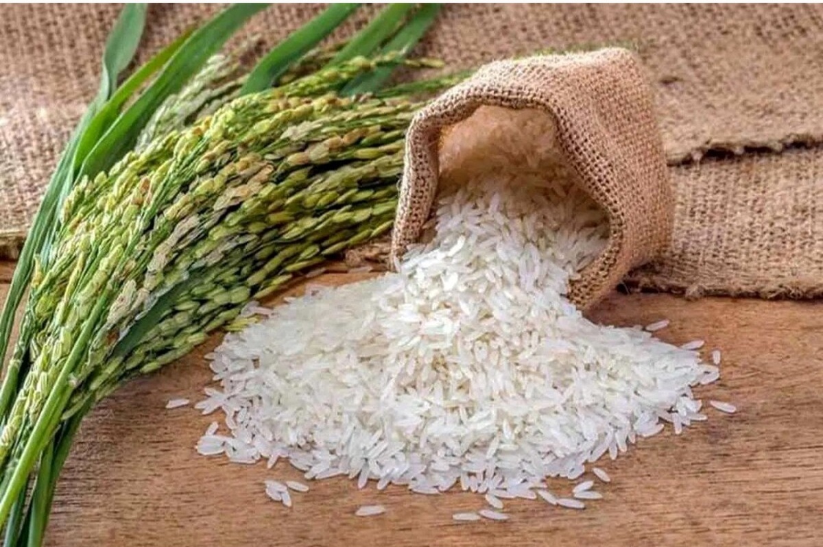 قیمت برنج ایرانی امروز ۱۸ اردیبهشت ۱۴۰۴ / برنج هاشمی کیلویی چند؟ + جدول قیمت برنج ایرانی امروز ۱۸ اردیبهشت ۱۴۰۴ / برنج هاشمی کیلویی چند؟ + جدول