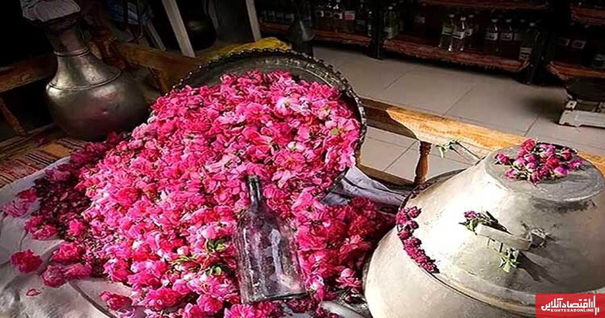 «گلابگیری کاشان» در تقویم رویدادهای  گردشگری کشور ثبت شد