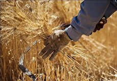 گندمکاران در صف دریافت مطالبات؛ ۳۳ هزار میلیارد تومان در راه پرداخت