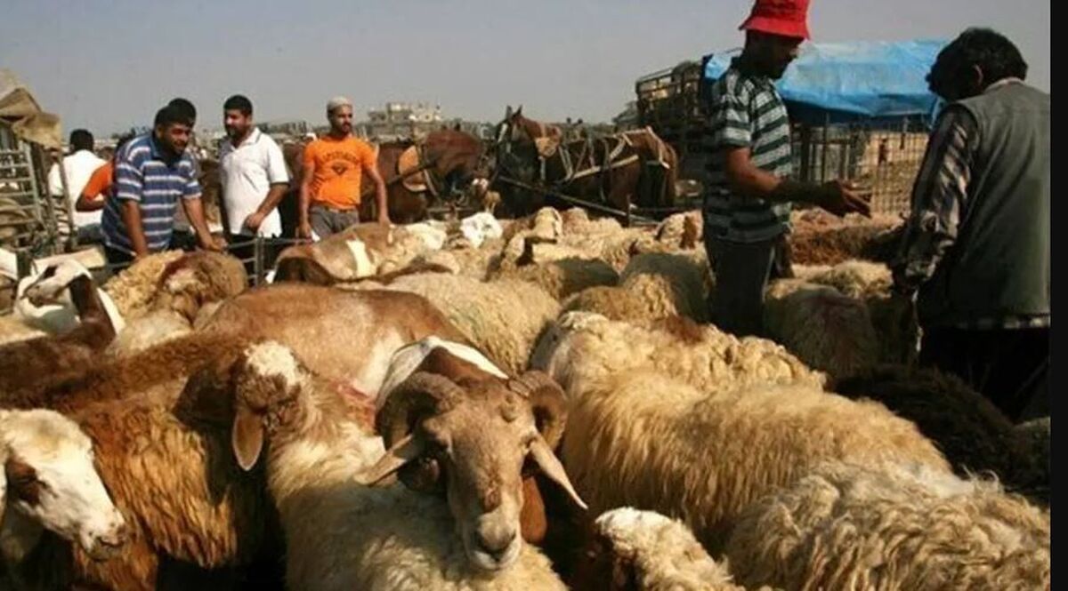 قیمت دام زنده امروز ۲۲ اردیبهشت ۱۴۰۴ / قیمت دام زنده در تهران چند شد؟ + جدول