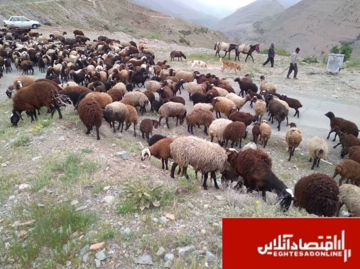 اخراج ۴۰۰ رأس دام غیرمجاز از مراتع ملی کرج/ دامها ۹۳۰ میلیون تومان به منابع طبیعی خسارت زدند اخراج ۴۰۰ رأس دام غیرمجاز از مراتع ملی کرج/ دامها ۹۳۰ میلیون تومان به منابع طبیعی خسارت زدند