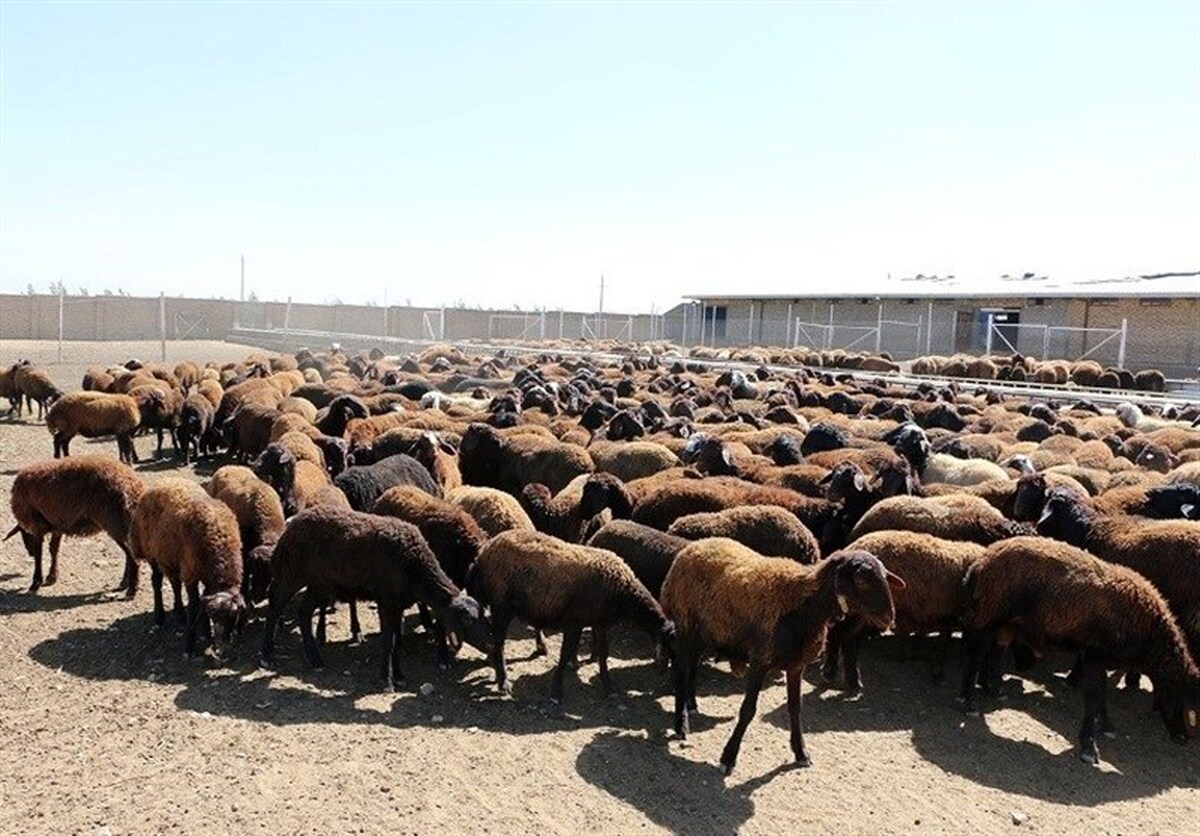 قیمت دام زنده سبک به کیلو ۳۰۰ هزارتومان رسید قیمت دام زنده سبک به کیلو ۳۰۰ هزارتومان رسید