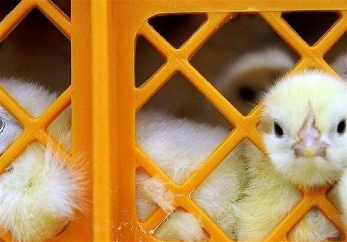 قیمت  جوجه یک روزه هم اصلاح شد/ هر عدد جوجه چند؟