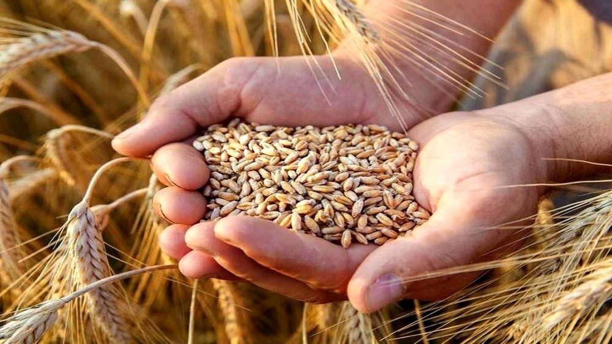 خبر مهم برای گندمکاران/ قیمت جدید گندم مشخص شد؟ خبر مهم برای گندمکاران/ قیمت جدید گندم مشخص شد؟
