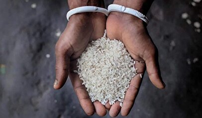 فروش برنج پاکستانی به جای برنج ایرانی/ چگونه برنج پاکستانی را تشخیص بدهیم + فیلم