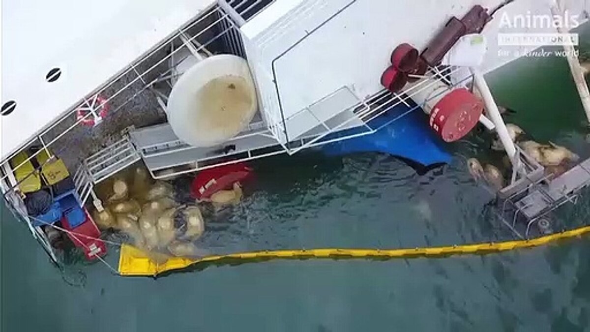 تصاویری معجزه‌آسا از نجات صدها گوسفند به دست ماهیگیران در دریا + فیلم