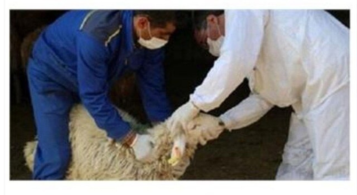 هشدارهای جدی درباره ذبح دام در عید قربان/ تب کریمه کنگو در کمین شماست! هشدارهای جدی درباره ذبح دام در عید قربان/ تب کریمه کنگو در کمین شماست!