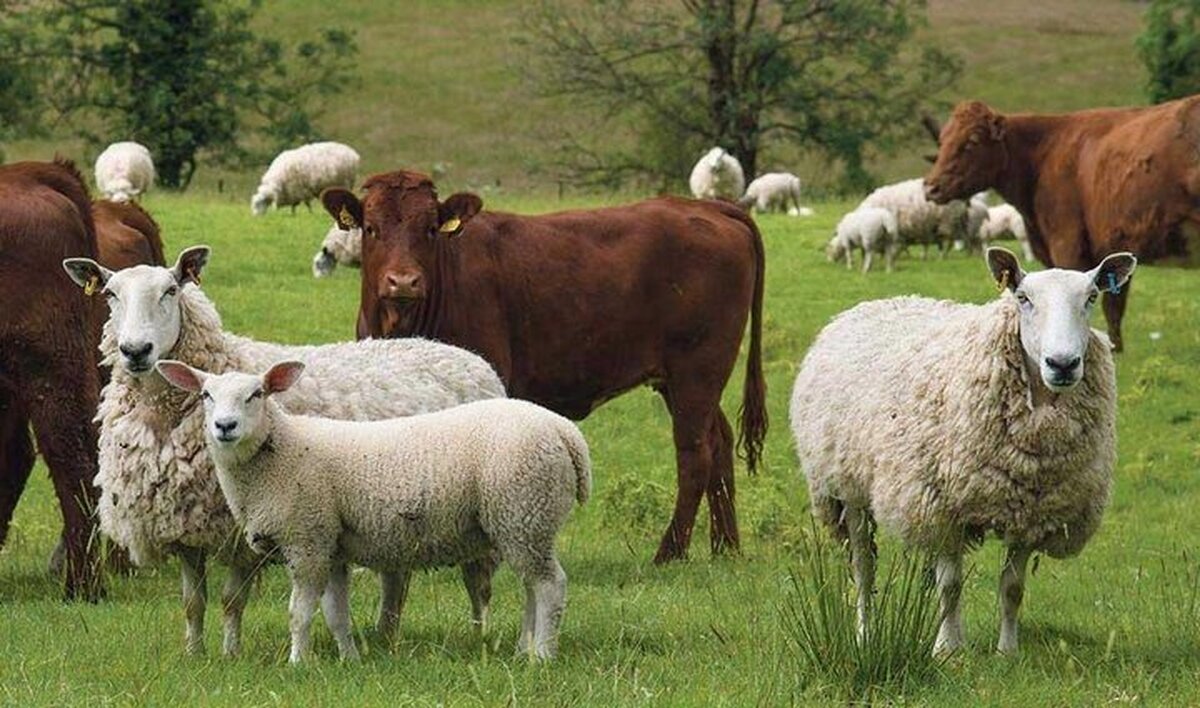 تولید دام سبک و سنگین چقدر است؟ تولید دام سبک و سنگین چقدر است؟