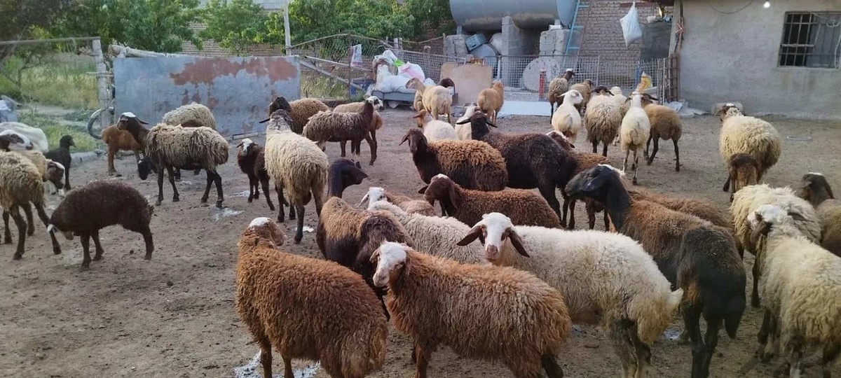 قیمت دام زنده امروز ۲ خرداد ۱۴۰۴ / قیمت گوسفند در تهران چند شد؟ + جدول قیمت دام زنده امروز ۲ خرداد ۱۴۰۴ / قیمت گوسفند در تهران چند شد؟ + جدول