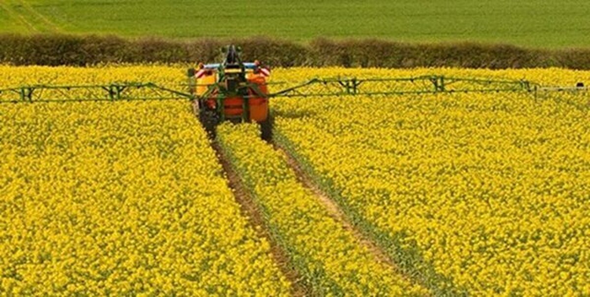 آخرین وضعیت کشت دانههای روغنی / قیمت روغن دوباره گران میشود؟ آخرین وضعیت کشت دانههای روغنی / قیمت روغن دوباره گران میشود؟