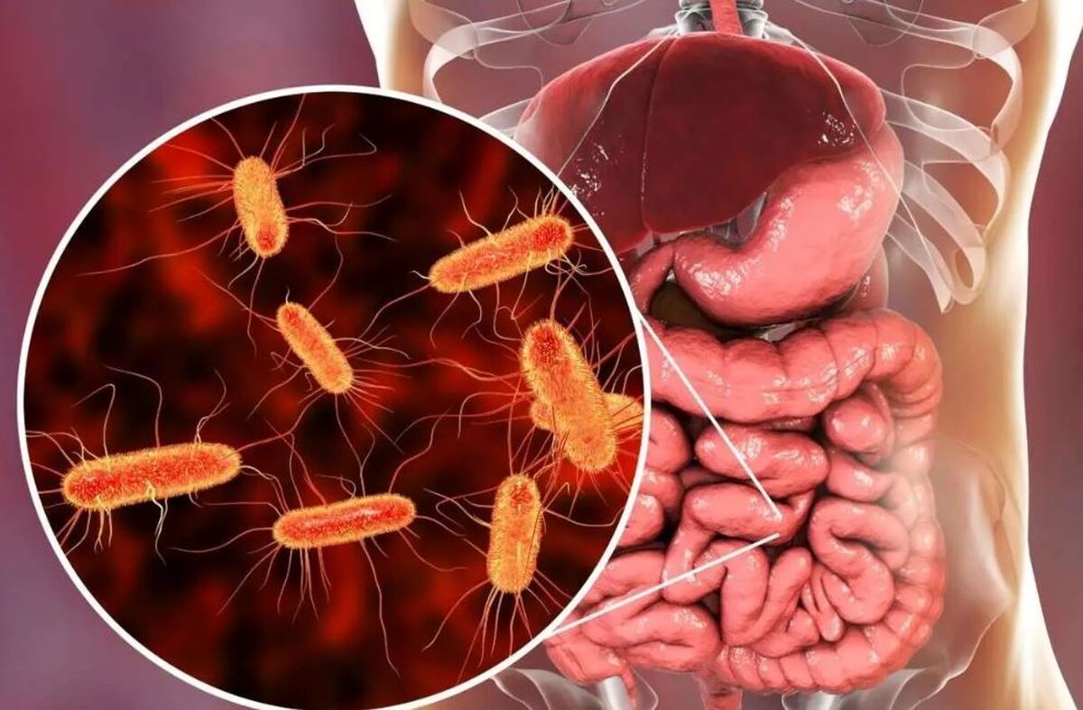 هفت عادت مخرب برای سلامت روده هفت عادت مخرب برای سلامت روده