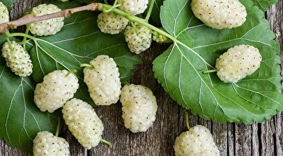 این میوه بهاری دیابت را کنترل و پوست را شفاف می‌کند
