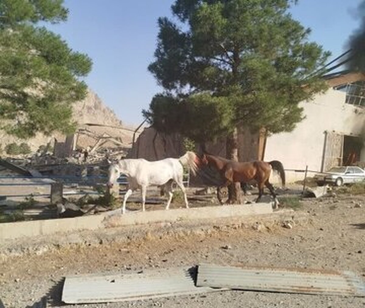 ادامه حملات کور اسرائیل: حمله به ۲ اسطبل پرورش اسب! ادامه حملات کور اسرائیل: حمله به ۲ اسطبل پرورش اسب!