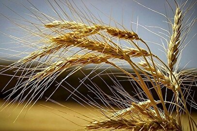 خبر مهم از توزیع آرد در استان‌های مسافرپذیر
