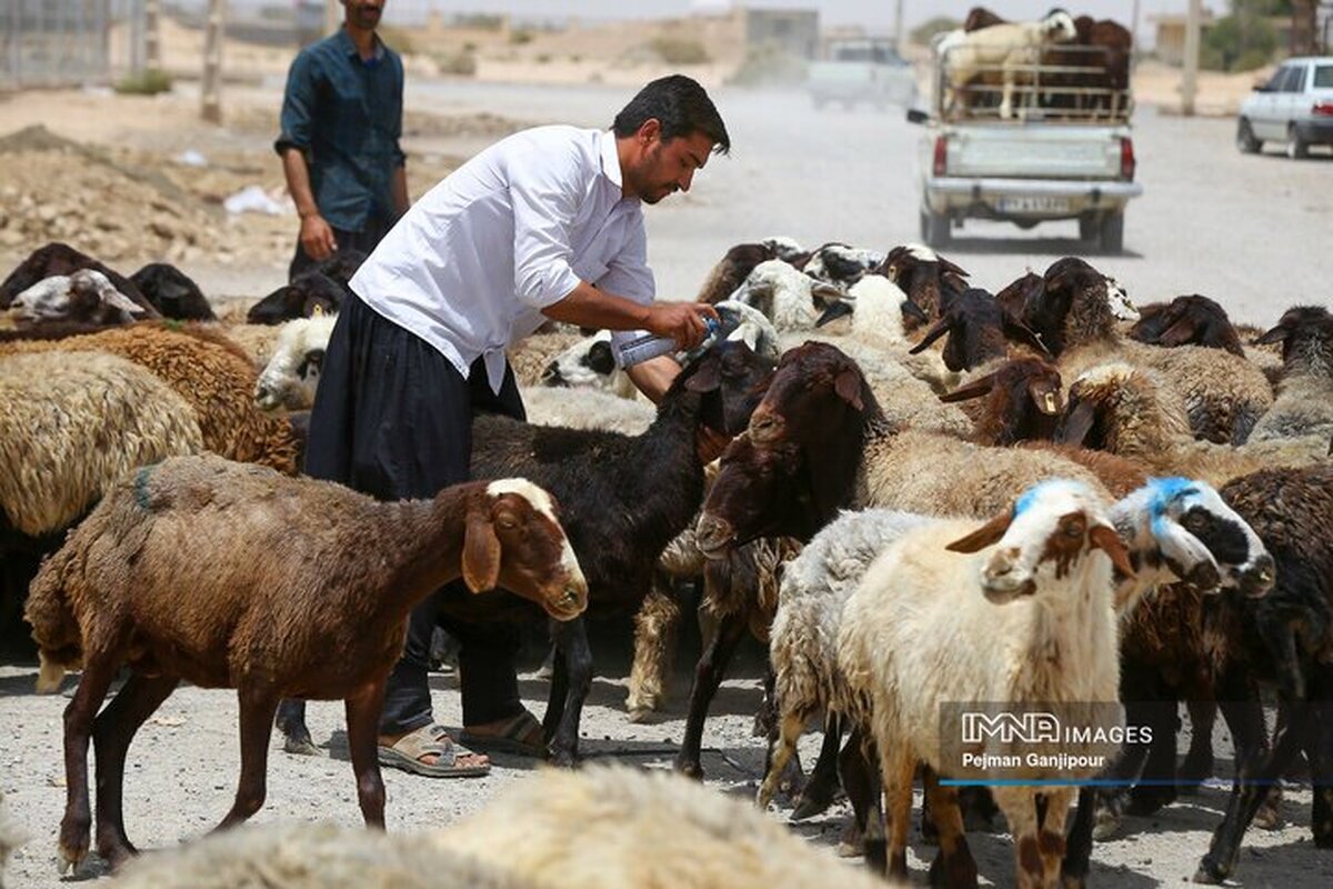 قیمت جدید دامزنده اعلام شد/ گوشت ۴۶۰ هزار تومانی هم آمد قیمت جدید دامزنده اعلام شد/ گوشت ۴۶۰ هزار تومانی هم آمد